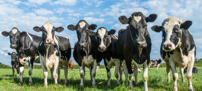 Food For Thought: Grass-fed Craze